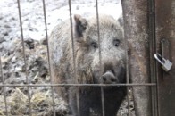 Як луцький зоопарк підготувався до зими. ФОТО