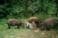 Волинські браконьєри відкрили вогонь по білоруських прикордонниках