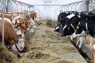 На Волині людям допоможуть зробити міні-ферми