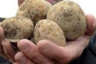На Волині виявили карантинні організми овочів