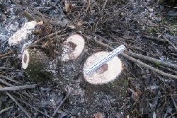 Волиняни незаконно зрізали дерева захисної смуги.ОНОВЛЕНО