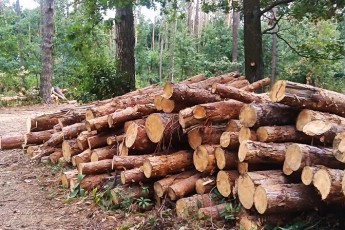 На Волині під час заготівлі дров загинув чоловік