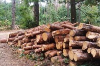 На Волині під час заготівлі дров загинув чоловік