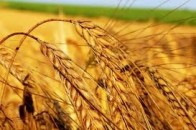Скільки волинські аграрії експортували зерна?