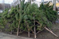 Луцьк став рекордсменом по кількості нереалізованих ялинок