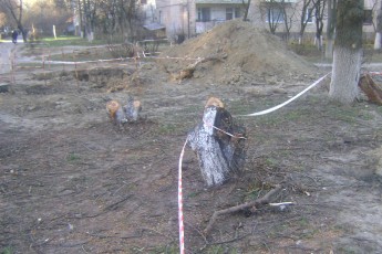 Дерева не винні: у Луцьку, ремонтуючи теплотрасу, знищують насадження