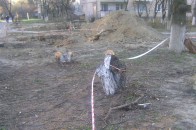 Дерева не винні: у Луцьку, ремонтуючи теплотрасу, знищують насадження