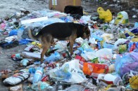Вулиці Луцька тонуть в горах сміття