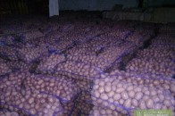 Двоє волинян викрали півтонни картоплі з дослідного господарства