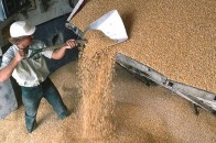 На Волині підприємливий сторож продавав зерно, яке охороняв