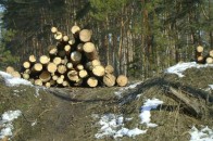 Природоохоронцю, який повідомив про незаконну вирубку дерев, загрожує кримінальна відповідальність