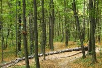 Кадрові зміни у керівництві волинських лісогосподарств