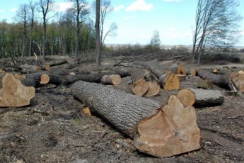 На Волині в заказнику вирубували дерева