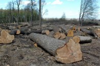 На Волині в заказнику вирубували дерева