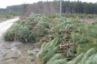 На Волині новорічні красуні валяються просто неба