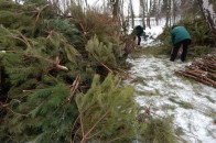 Кому дісталися викинуті новорічні ялинки лучан?ФОТОРЕПОРТАЖ
