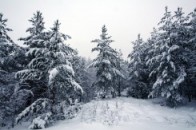На ліси Волині чекає новий поділ