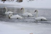 На Волині в крижаному озері оселилися лебеді