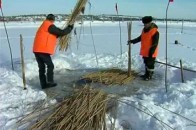 На Волині екологи побоюються загибелі риби