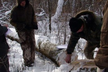За незаконну вирубку лісу судитимуть волинянина