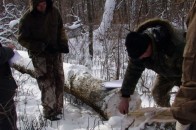 За незаконну вирубку лісу судитимуть волинянина