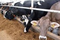 На Волині зростає кількість сільських родинних ферм