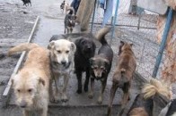 На ринку Волині серед прилавків із продуктами розгулюють собаки