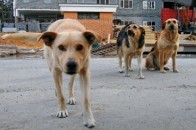 Чому комунальники Луцька не прибирають мертвих тварин із вулиць міста