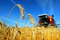 На Волині прогнозують збільшення посівних площ зернових