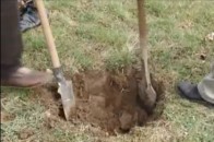 Луцький парк готують до посадки дерев