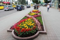 Як Луцьк готуються озеленювати