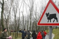 Молоко з президентської ферми возять на Майдан