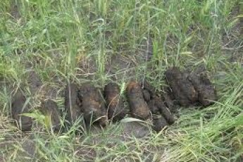 На Волині виявили 120 боєприпасів