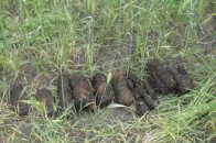 На Волині виявили 120 боєприпасів