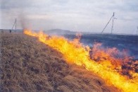 На Волині палій знищив майже гектар посуші