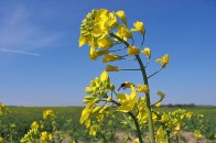 На Волині проблеми з ріпаком?