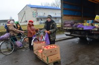 У селах Волині активно скуповують картоплю