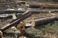 На Волині невідомі вирубали дерева на залізничному перегоні