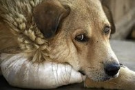 У Луцьку на ринку жорстоко замордували собаку