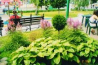 5,6 мільйона гривень міська рада виділить на озеленення Луцька