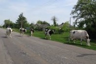 Два волинянина побилися через корів