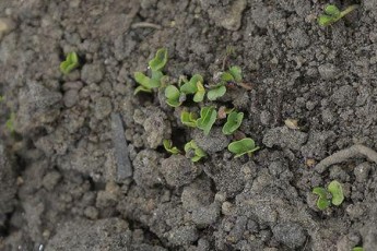 В Києві на Майдані посадили город та будують хлів