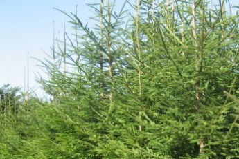 Чому Пустовіт поскаржився на Колісника. ДОКУМЕНТ