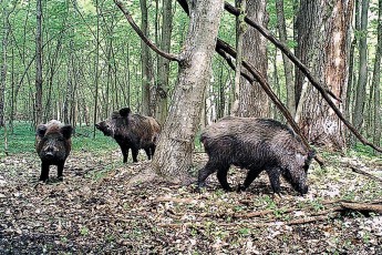 Волинські депутати хочуть вилучити лісомисливські угіддя з приватного користування