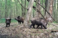 Волинські депутати хочуть вилучити лісомисливські угіддя з приватного користування