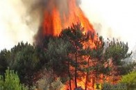 На Волині горів молодий ліс