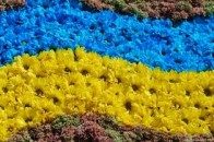 Луцьк заквітчають до свят