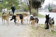 Луцьку «Ласку» можуть звільнити від земельного податку