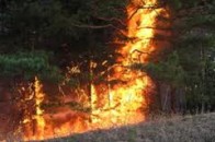 Волинські міліціонери гасили лісову пожежу
