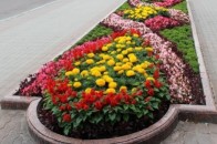 У Луцьку з центральних клумб міста розкрадають квіти